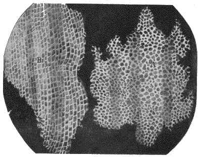 micrografia fatta da Hooke, public domain
