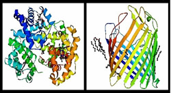 scienzapertutti_configurazione_proteina